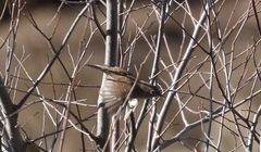 Troglodytes aedon