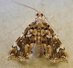 Musotima nitidalis