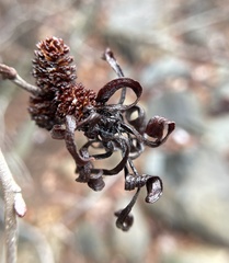 Taphrina robinsoniana