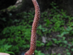 Puccinia komarovii