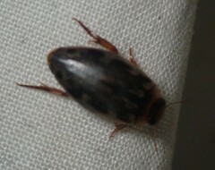 Coptotomus