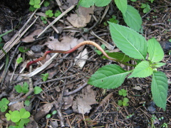 Puccinia komarovii