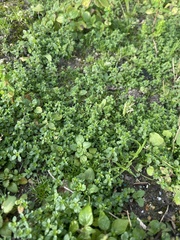 Caryophyllaceae