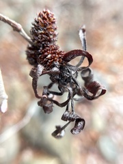 Taphrina robinsoniana