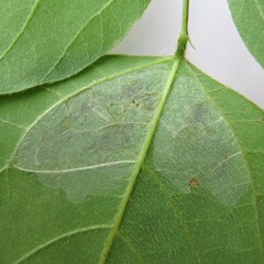 Macrosaccus morrisella