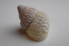 Cenchritis muricatus