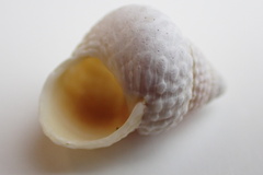 Cenchritis muricatus
