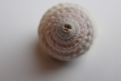 Cenchritis muricatus