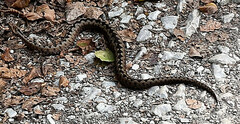 Vipera ammodytes