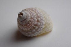 Cenchritis muricatus