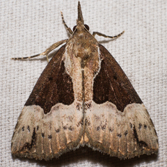 Hypena bijugalis