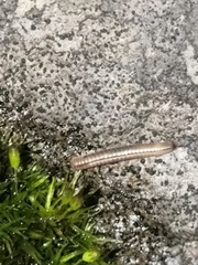 Julidae