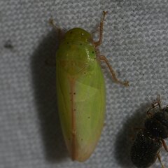 Ponana