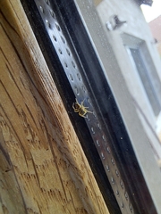 Heliophanus tribulosus