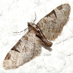 Eupithecia insigniata