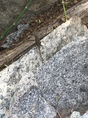 Sceloporus occidentalis taylori