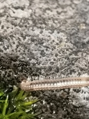 Julidae