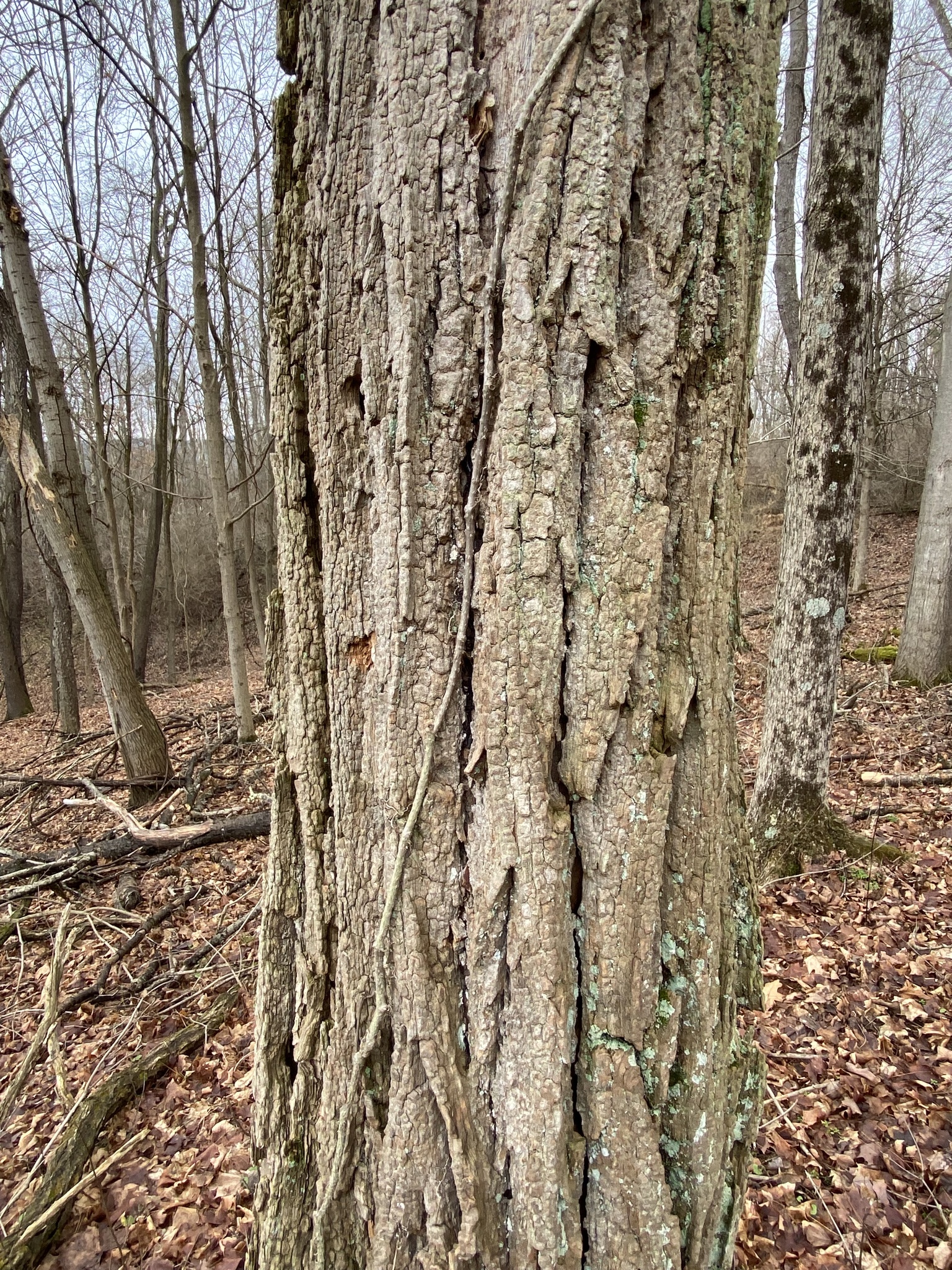 Robinia pseudoacacia L.