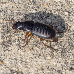 Pseudoophonus