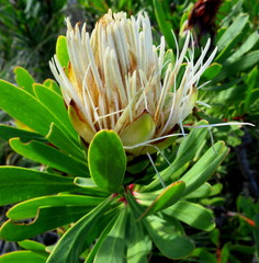 Protea lanceolata