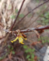 Forsythia × intermedia