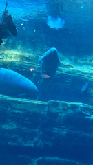 Trichechus manatus