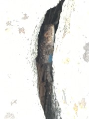 Sceloporus occidentalis taylori