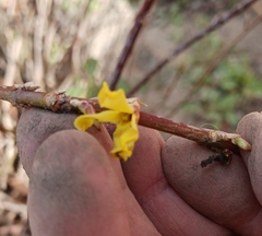 Forsythia × intermedia