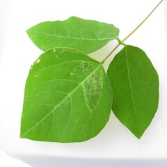 Macrosaccus morrisella