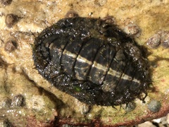 Plaxiphora aurata