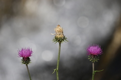 Carduus defloratus