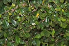 Ehretia microphylla