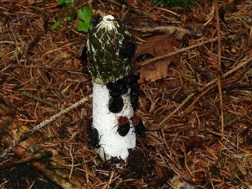 Raudonnugaris maitvabalis nuotrauka