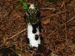 Oiceoptoma thoracicum