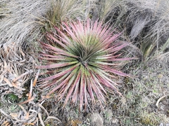 Puya clava-herculis