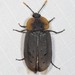 Ptomaphila perlata - Photo (c) Ian McMillan, algunos derechos reservados (CC BY-NC), uploaded by Ian McMillan