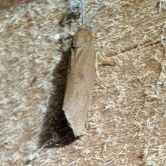 Virbia aurantiaca