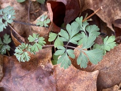 Corydalis flavula