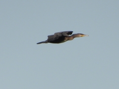 Phalacrocorax carbo