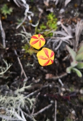 Gentianella hirculus