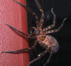 Heteropoda longipes