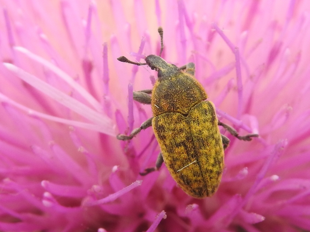 Larinus scolymi