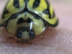 Phrynocaria gratiosa