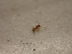 Pheidole flavens