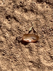 Iridomyrmex purpureus