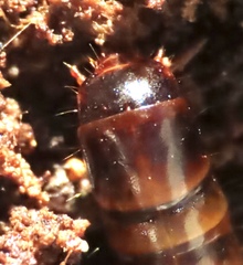 Meracantha contracta