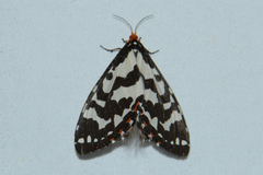 Pterothysanus laticilia