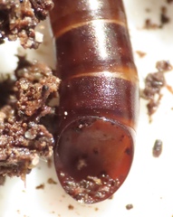 Meracantha contracta