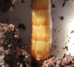 Meracantha contracta