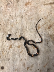 Oxyrhopus petolarius